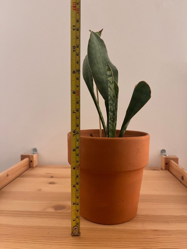 Snake Plant with Terracotta Ceramic Pot | 28cm, £8.00 for Sale