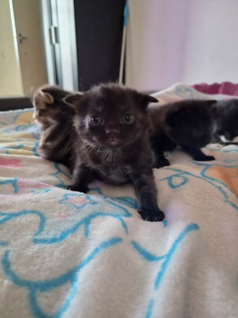 Adorable Kittens Looking for Forever Homes