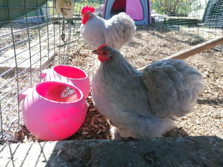 Chicken keeping complete setup - Pair of Porcelains, coop, run, food, feeder, drinker, bedding. 