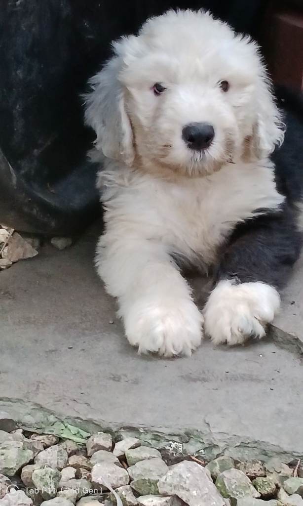 KC registered Old English Sheepdog puppies Ready tomorrow 