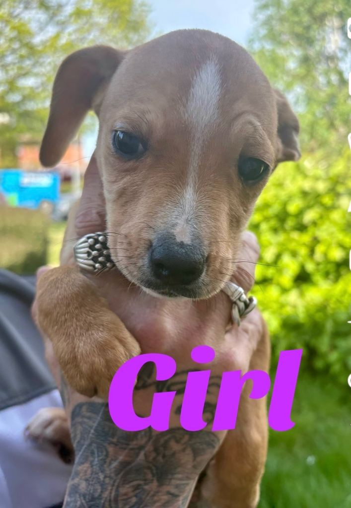 Puppy's for sale 