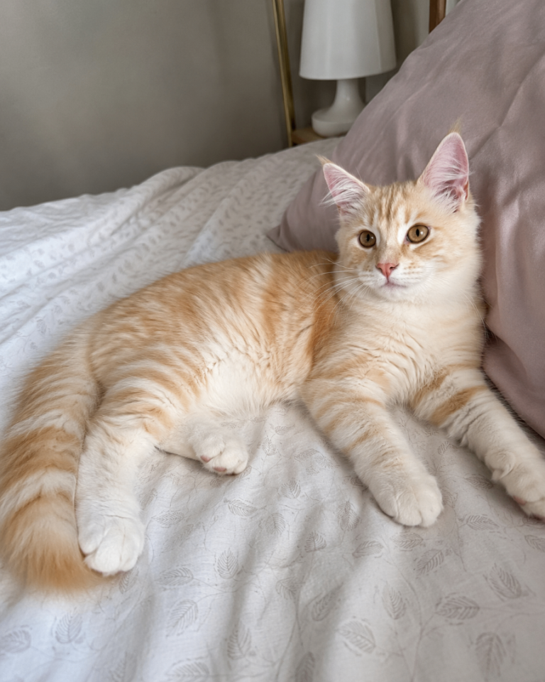 Stunning Long-Haired Kittens  - Maine Coon