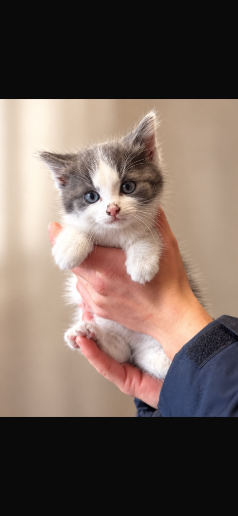 Beautiful British blue Girl s