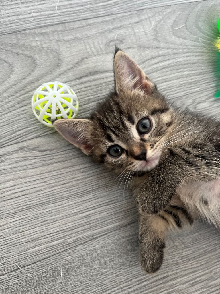 Kittens for sale (half british short hair)
