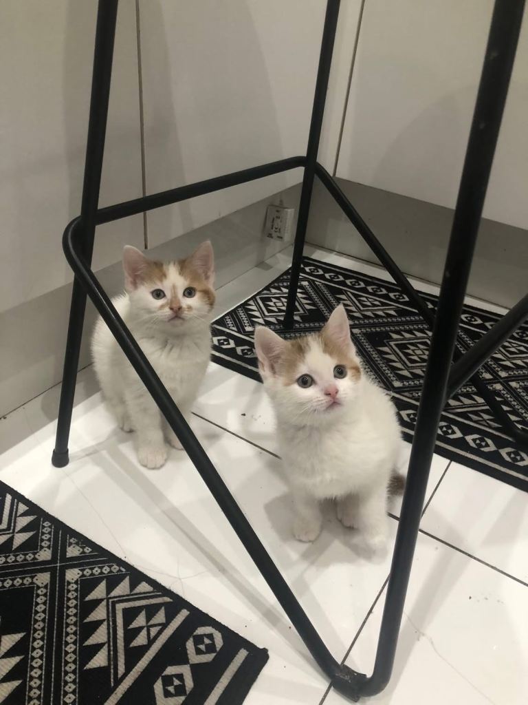 Ginger girl kittens last two available 