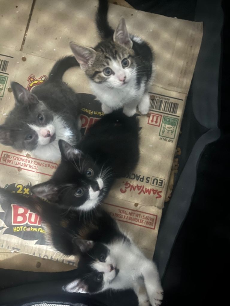 Kittens for sale 