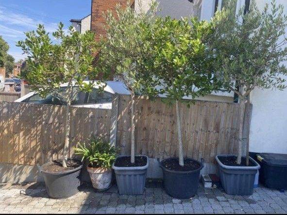 Magnificent Olive Trees approx 10ft height