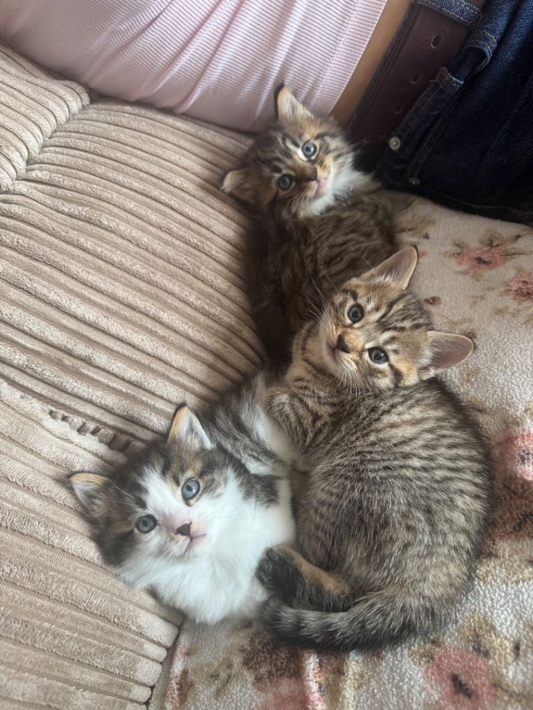 Kittens | Looking to find a forever home