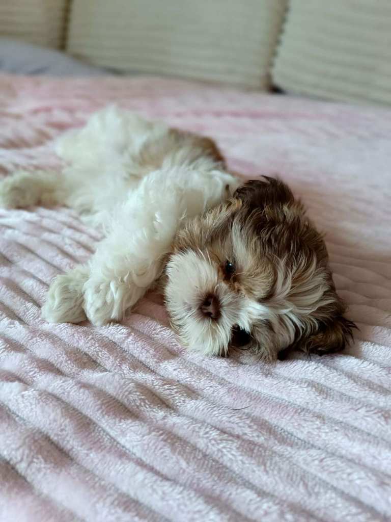 Adorable Shih Tzu Puppy - last boy left 🩵