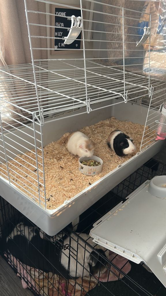 image for guinea pigs cage freeeee