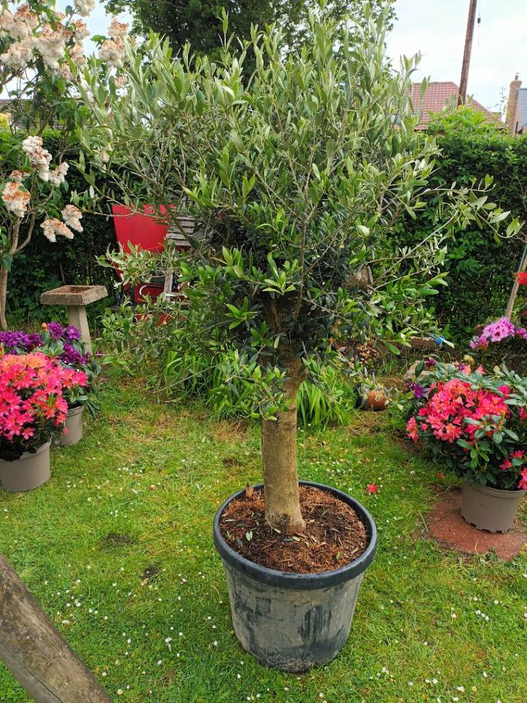 Olive tree 