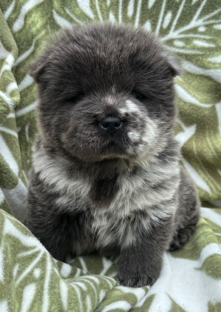 Chow chow 