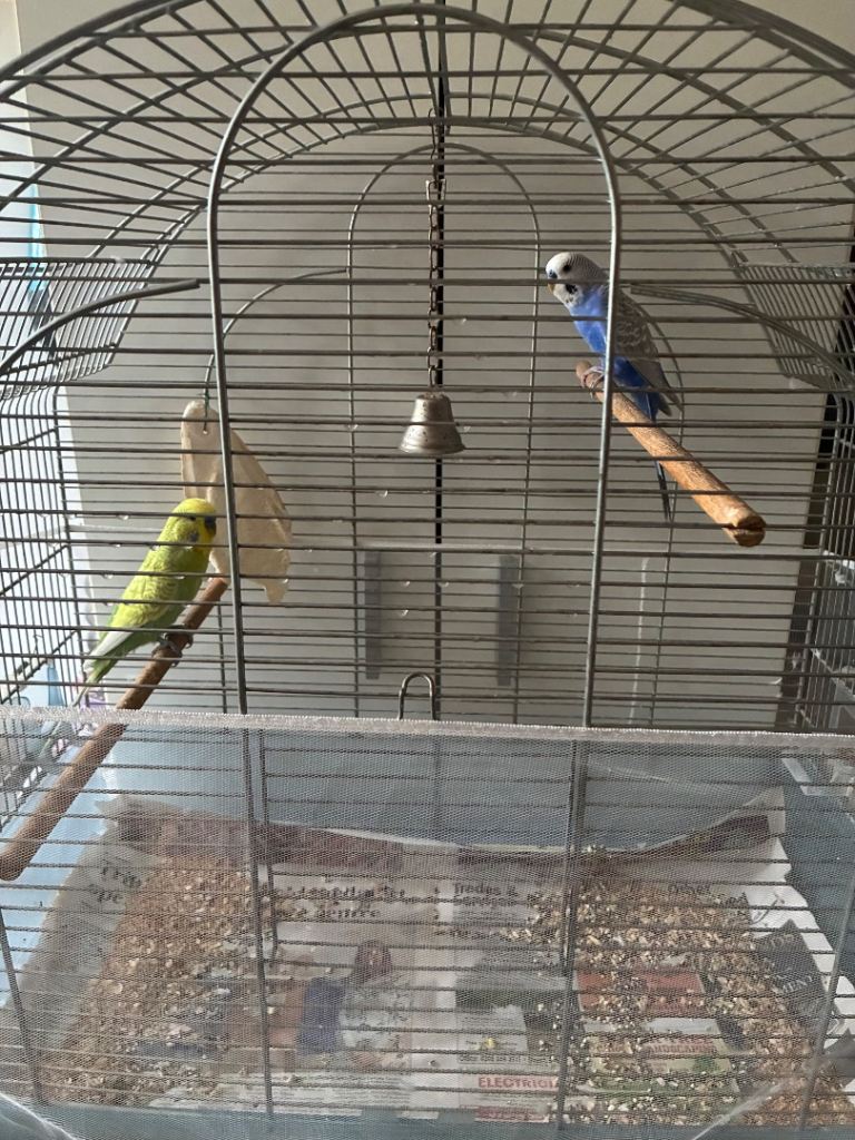 2 Budgies with cage