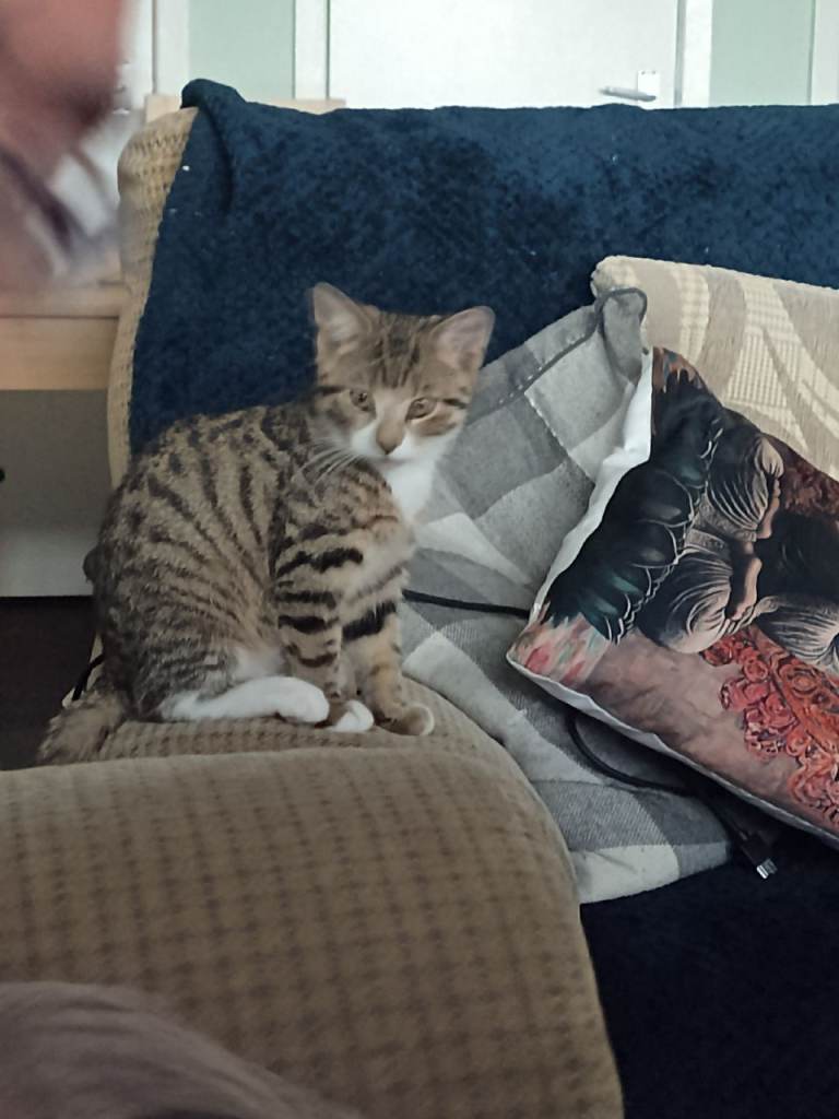 Male tabby kitten 