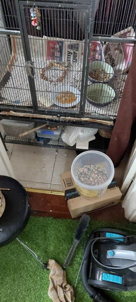 Ultra tame pair of cockatiels and large cage for only 200 pounds 