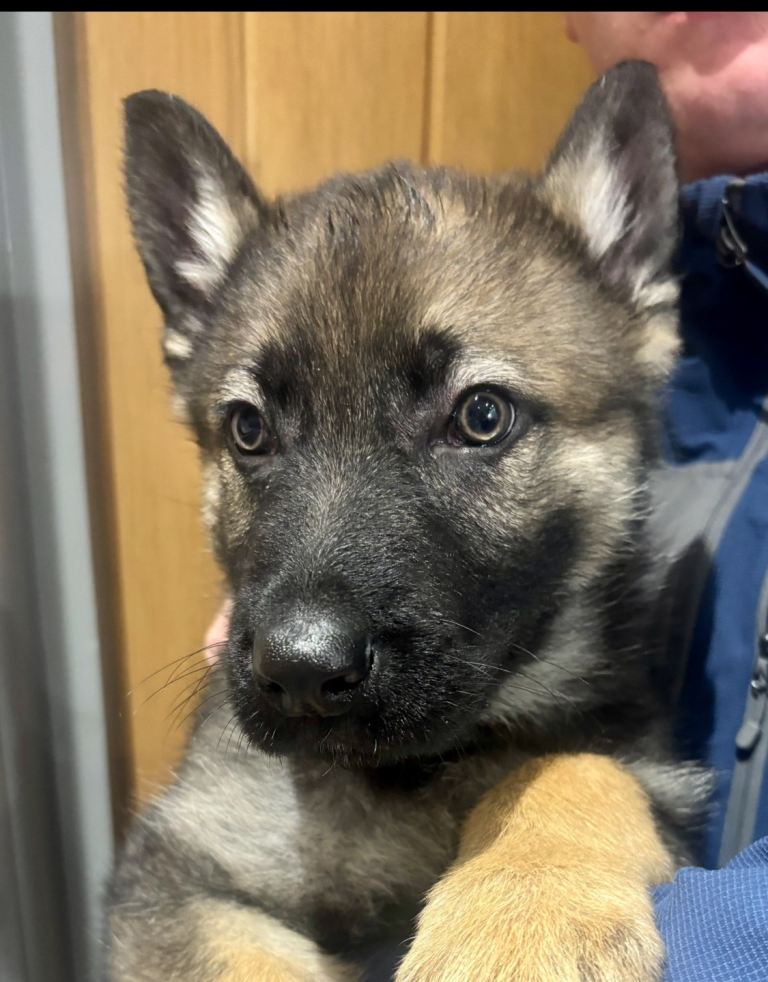 German Shepard puppies 8 weeks old 
