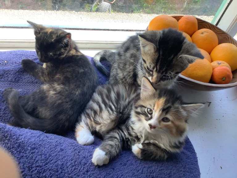 Kittens 