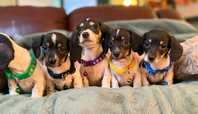 Meet my little  Oreos 🐾