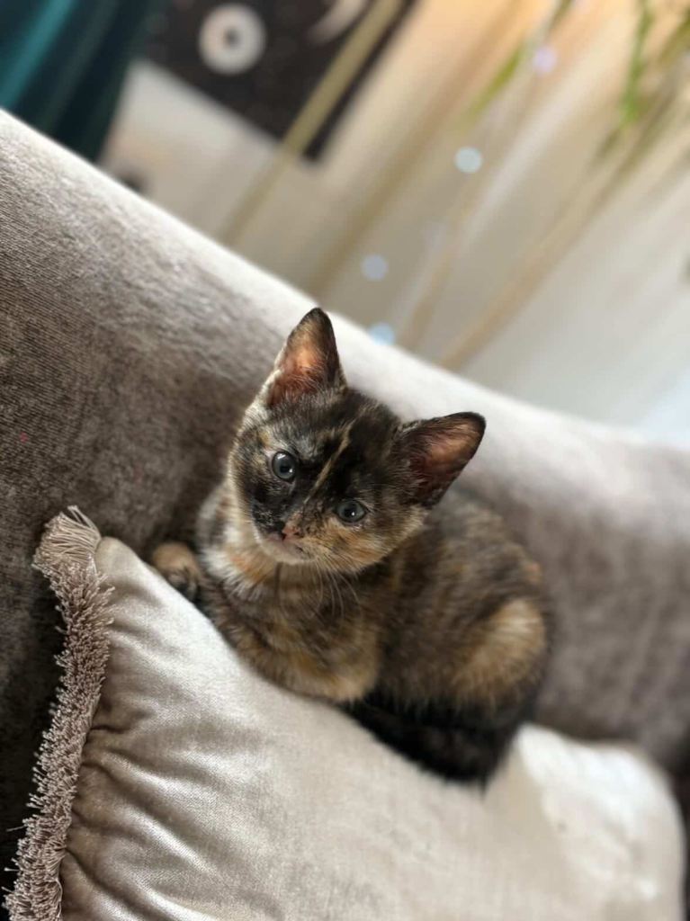 Adorable kitten ONE GIRL LEFT 