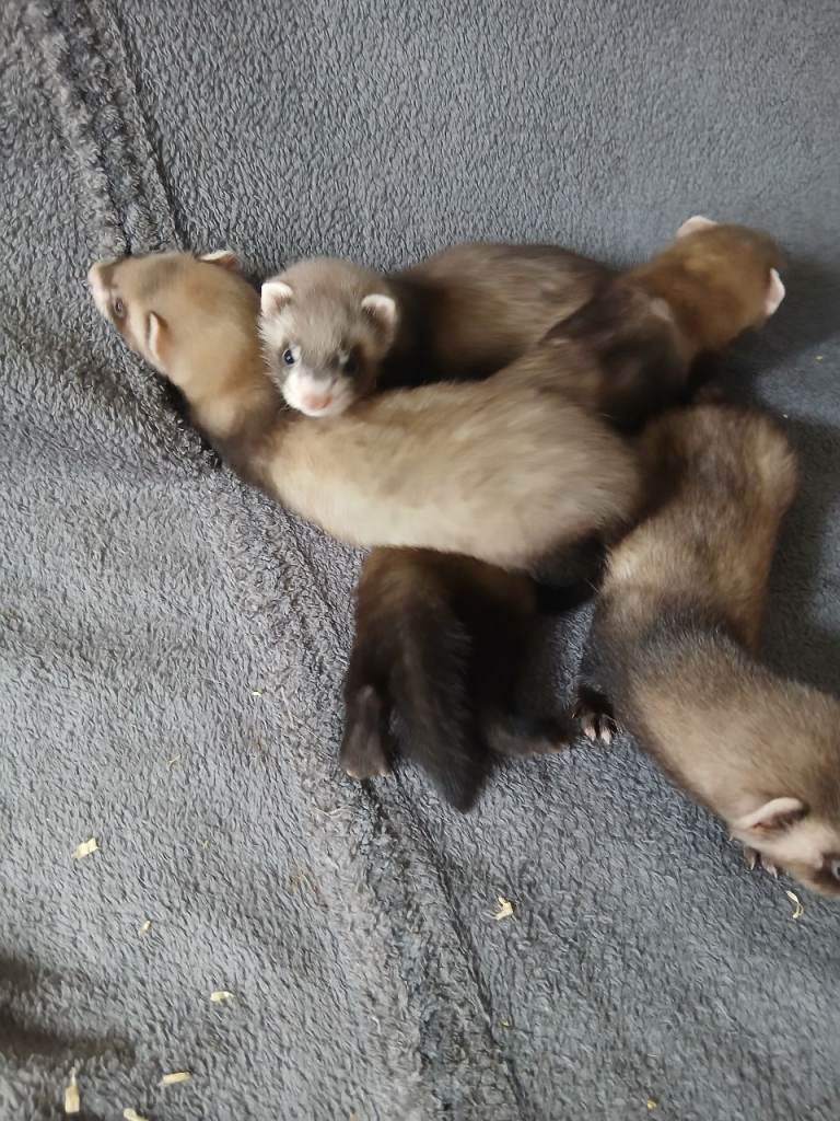 Baby Ferrets 