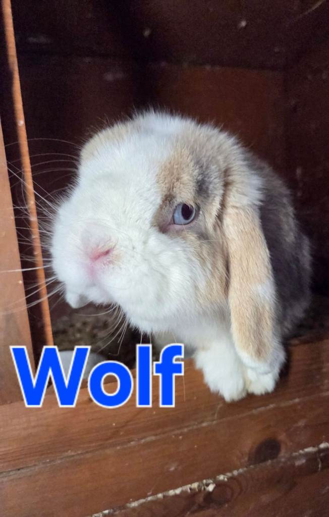 REDUCED!! mini lop and mini rex boys and girls available 