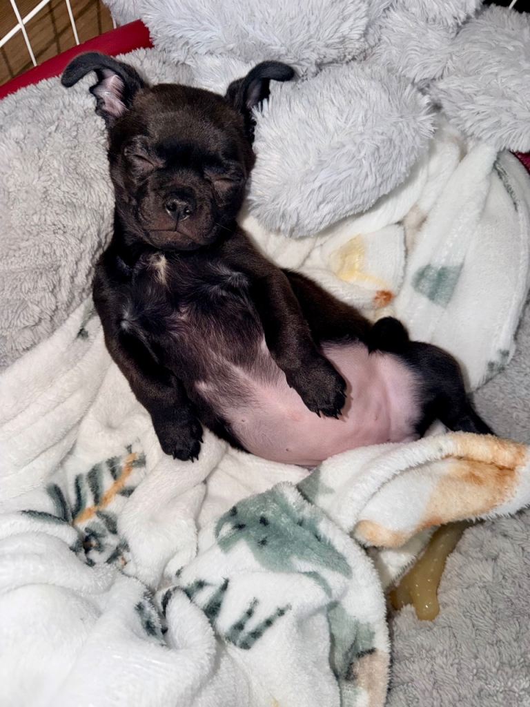 Chihuahua x pug 