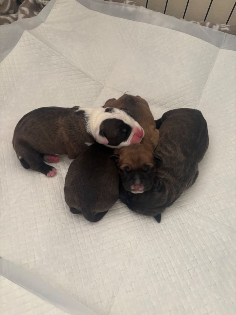Staffy cross puppies