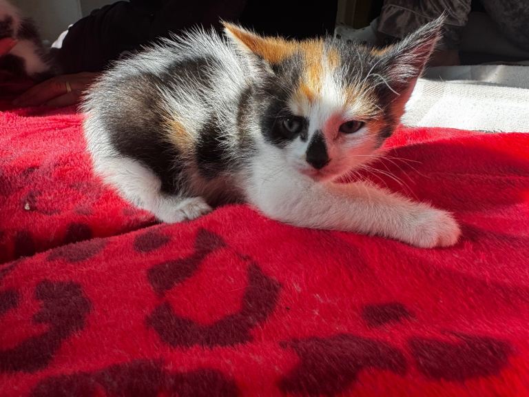 Two little kittens for sale 