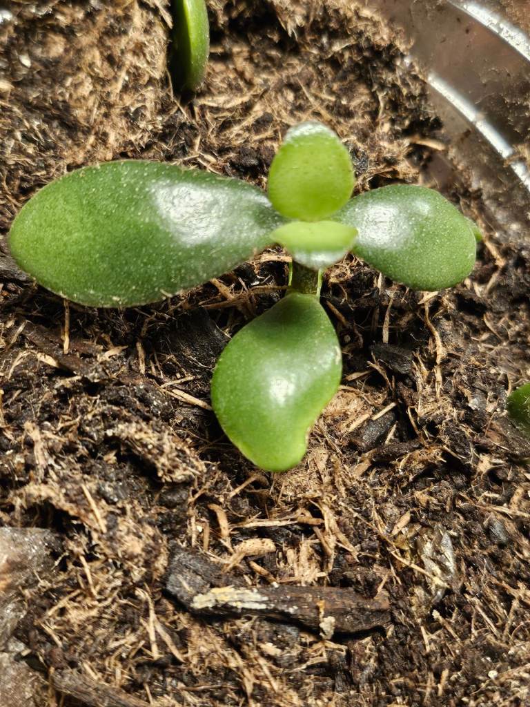 image for Small jade plants money tree