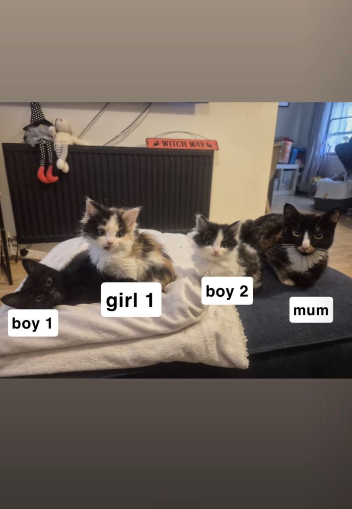 3 gorgeous kittens looking for their forever homes 