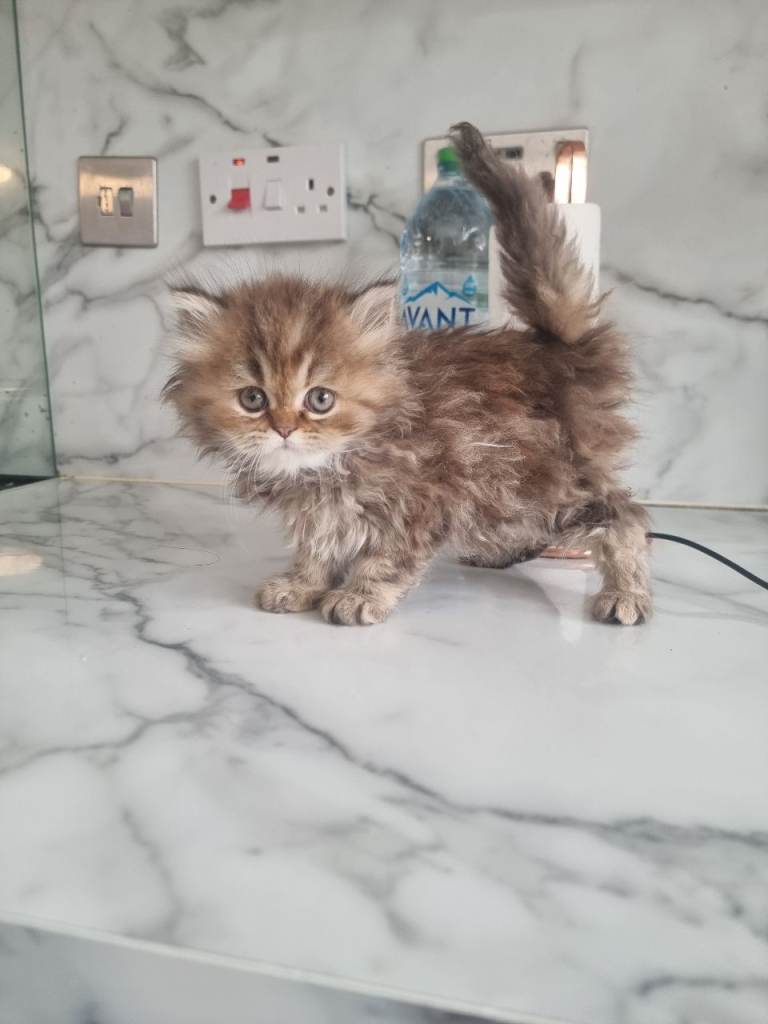 Persian female kittens for sale