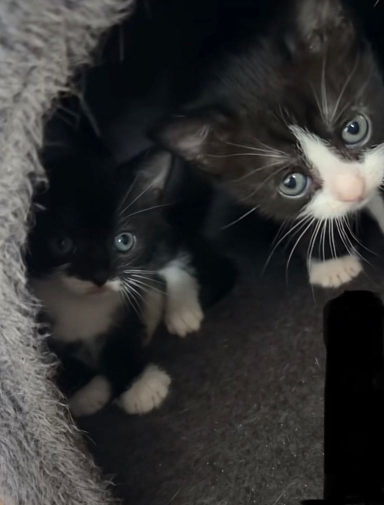 Black-white female kitten