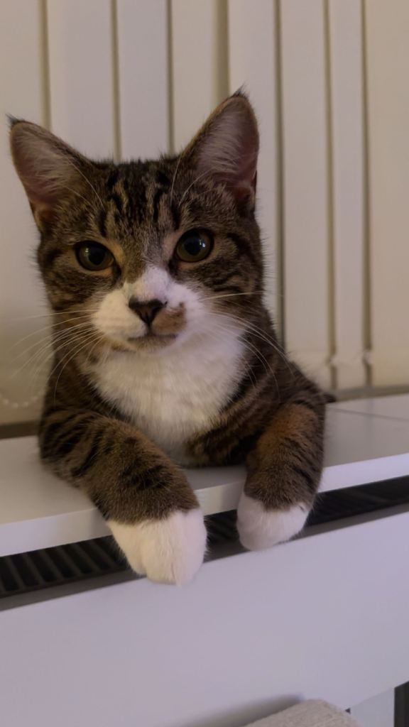 7-Month-Old Brother & Sister Kittens + Automatic Litter Box & Feeder 
