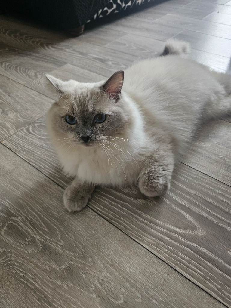 Cat ragdoll looking for new home. 