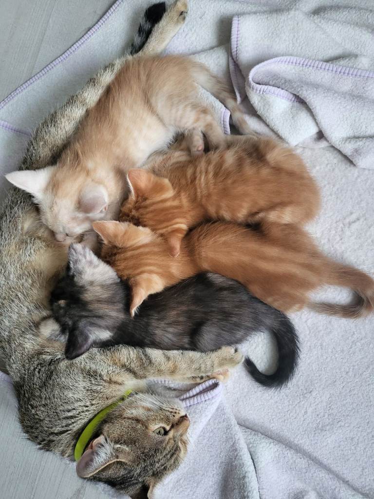 Lovely kittens for sale, ready to new home