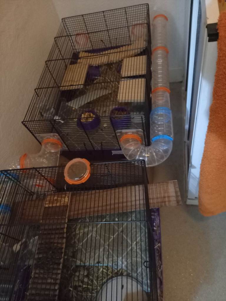 Hamster  little village