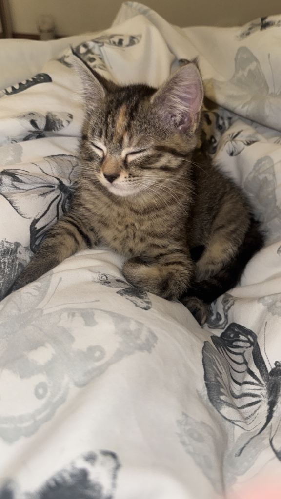 🐾 Female Kittens for Sale 🐾