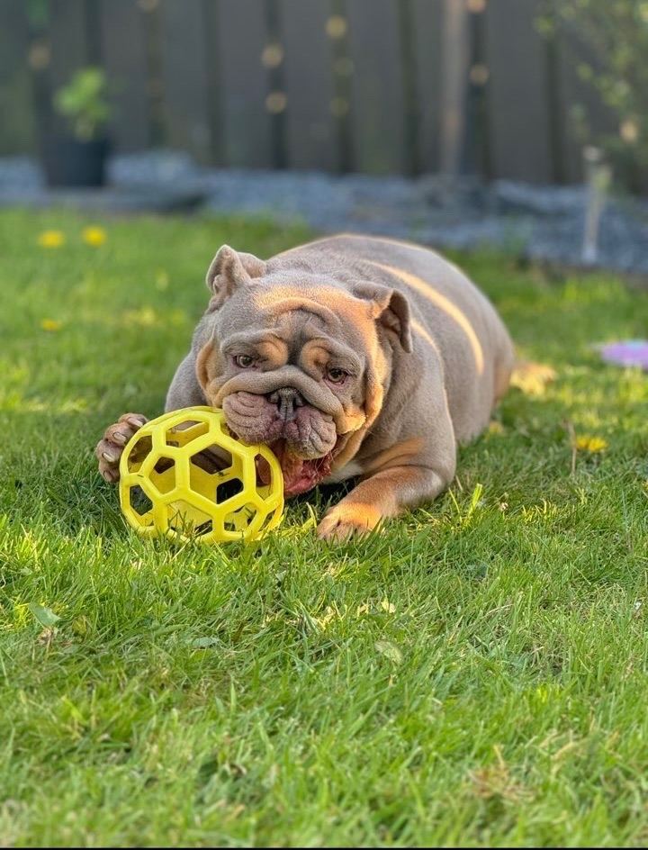 British Bulldog Female