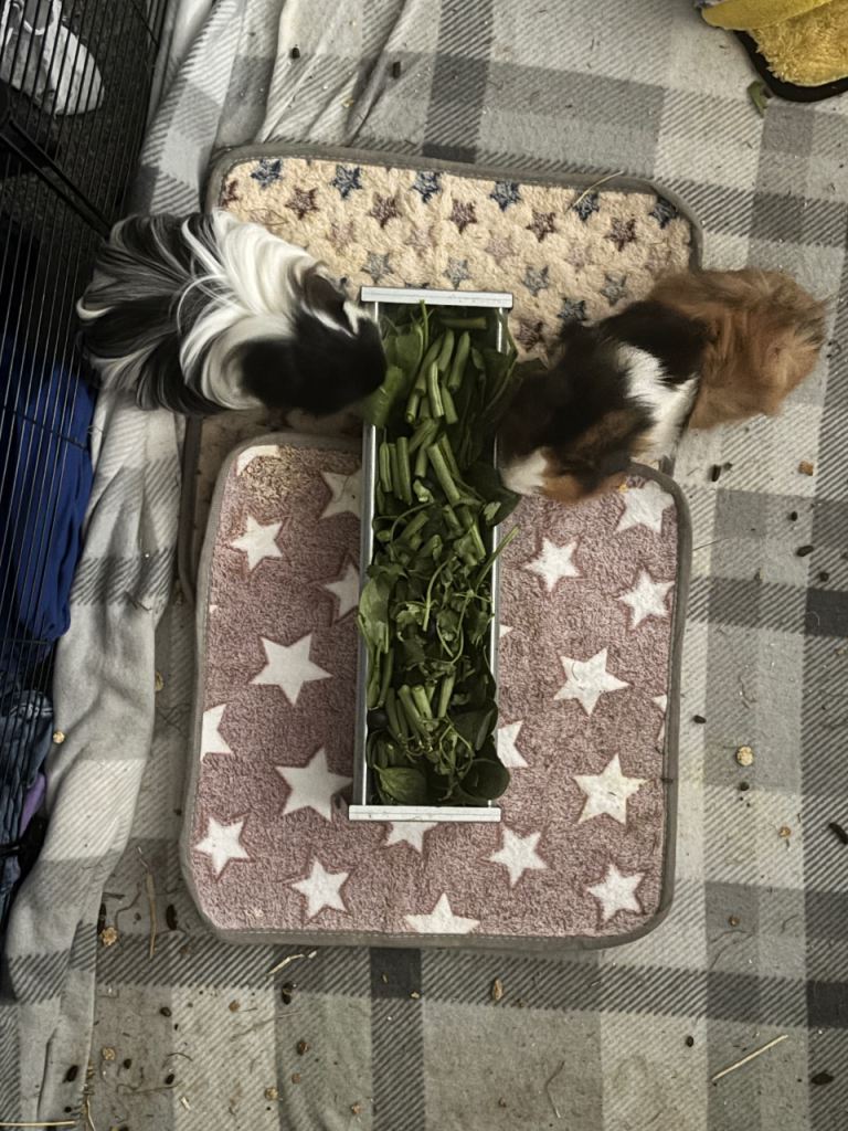 Three male guinea pigs