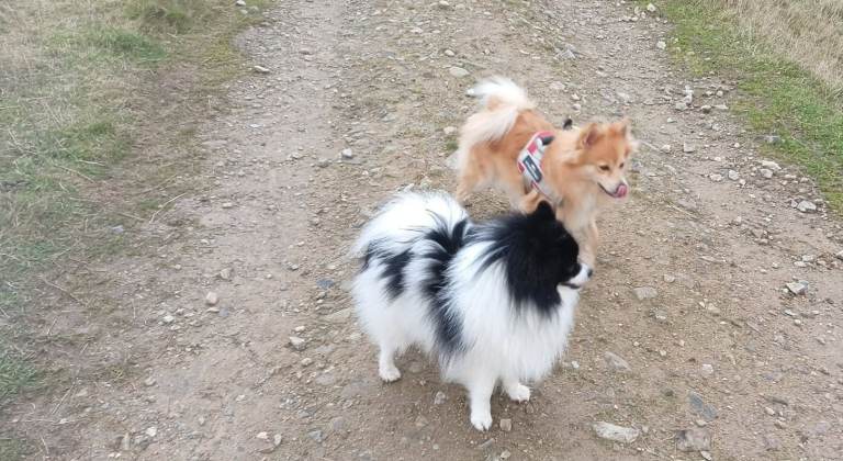 Pomeranian Puppies