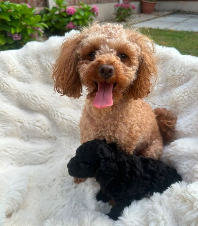 Toy poodles 