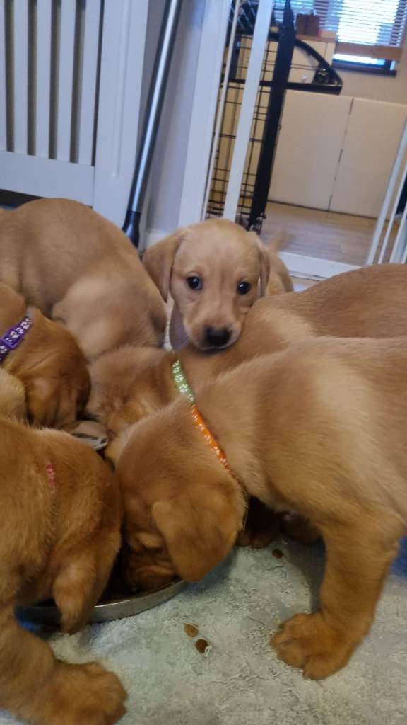 Stunning must see Labrador red fox puppies 