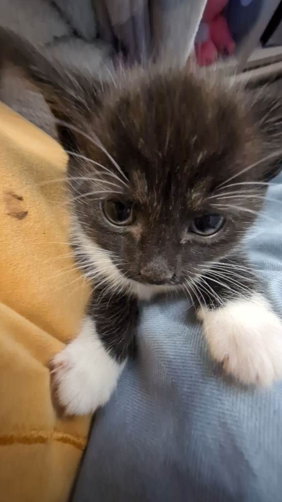 Two kittens 
