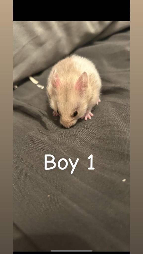 Baby Syrian Hamsters for Sale 
