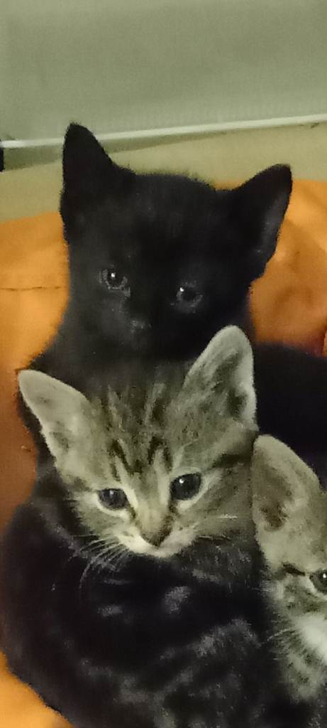 3 cute black kittens forever homes 