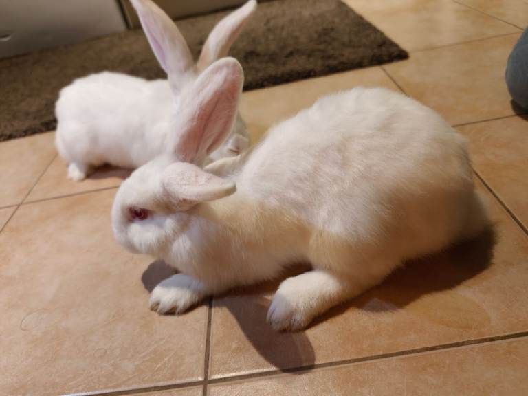  Rabbit Giant breed
