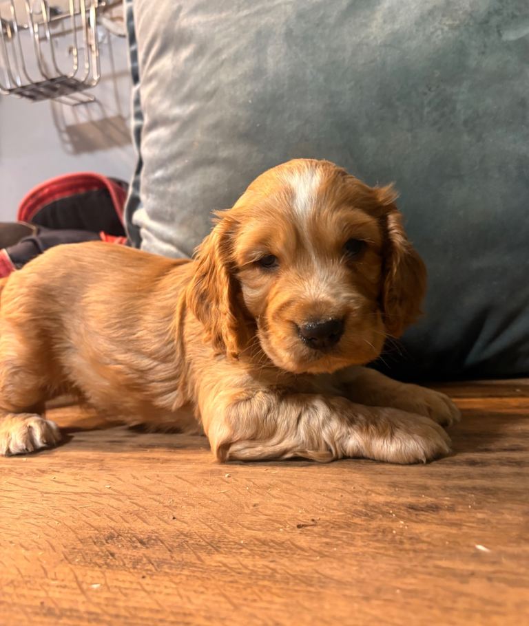 cocker spaniel pups ready July 27th
