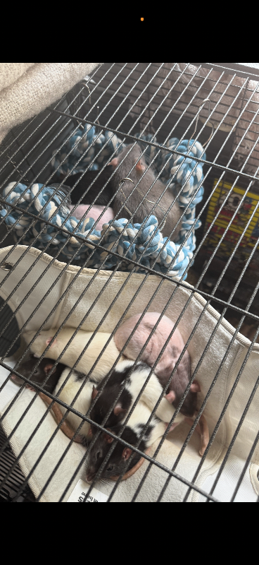 Pet rats and full enclosure 