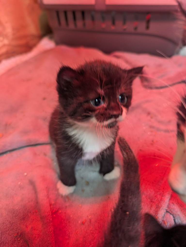 Kittens ready in 3 and 5 Weeks 