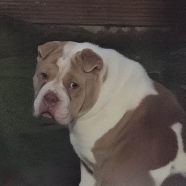 shar pei 